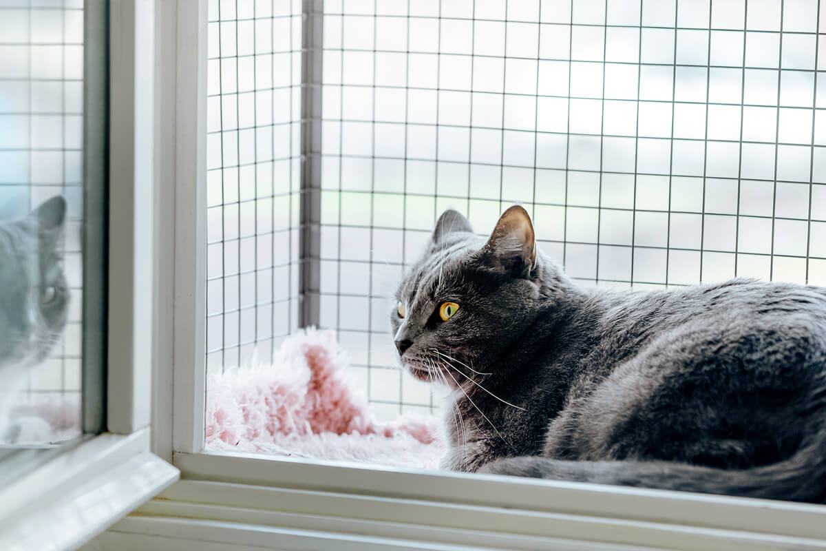 Jak zabezpieczyć okno przed kotem?