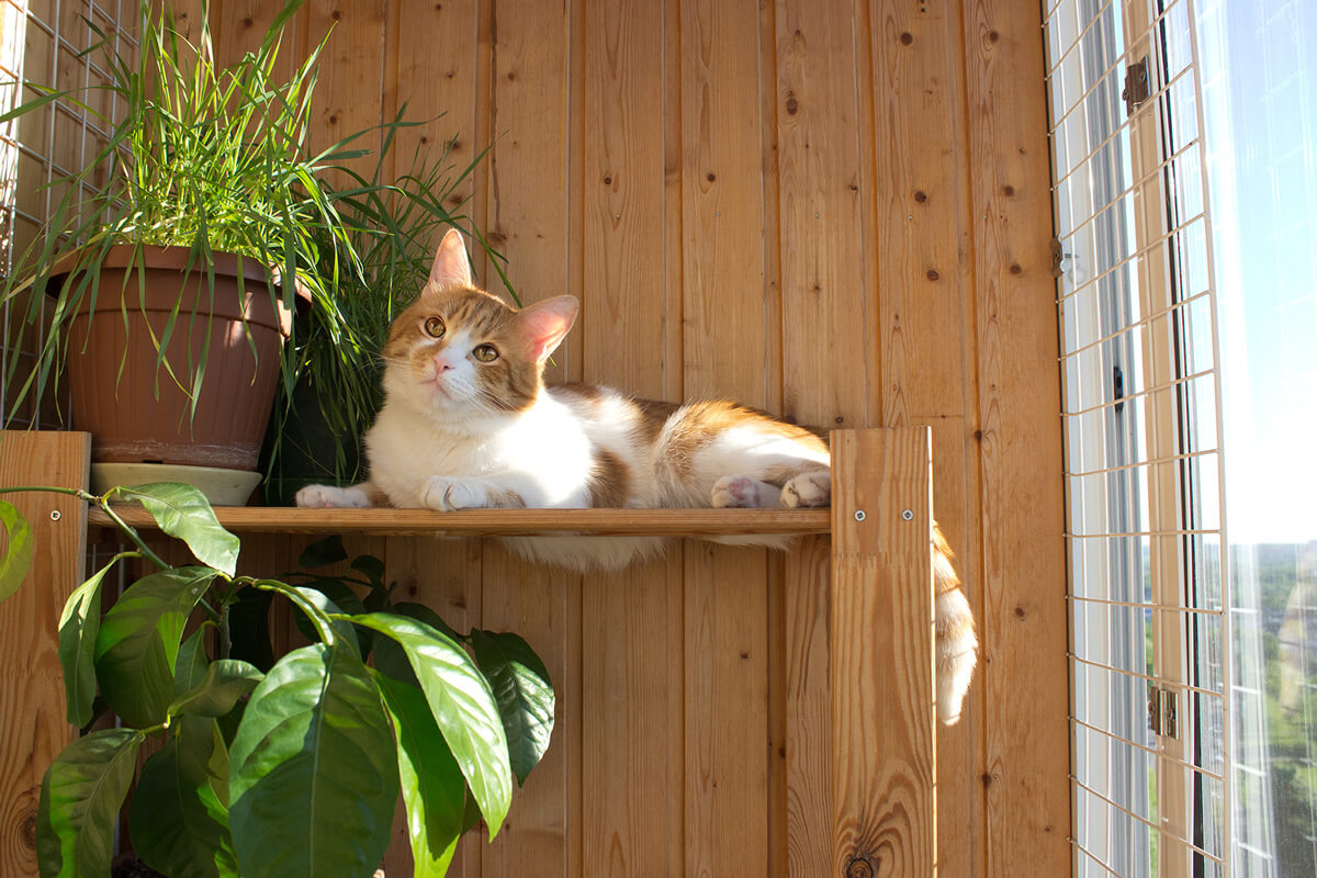 Jak zabezpieczyć okno przed kotem