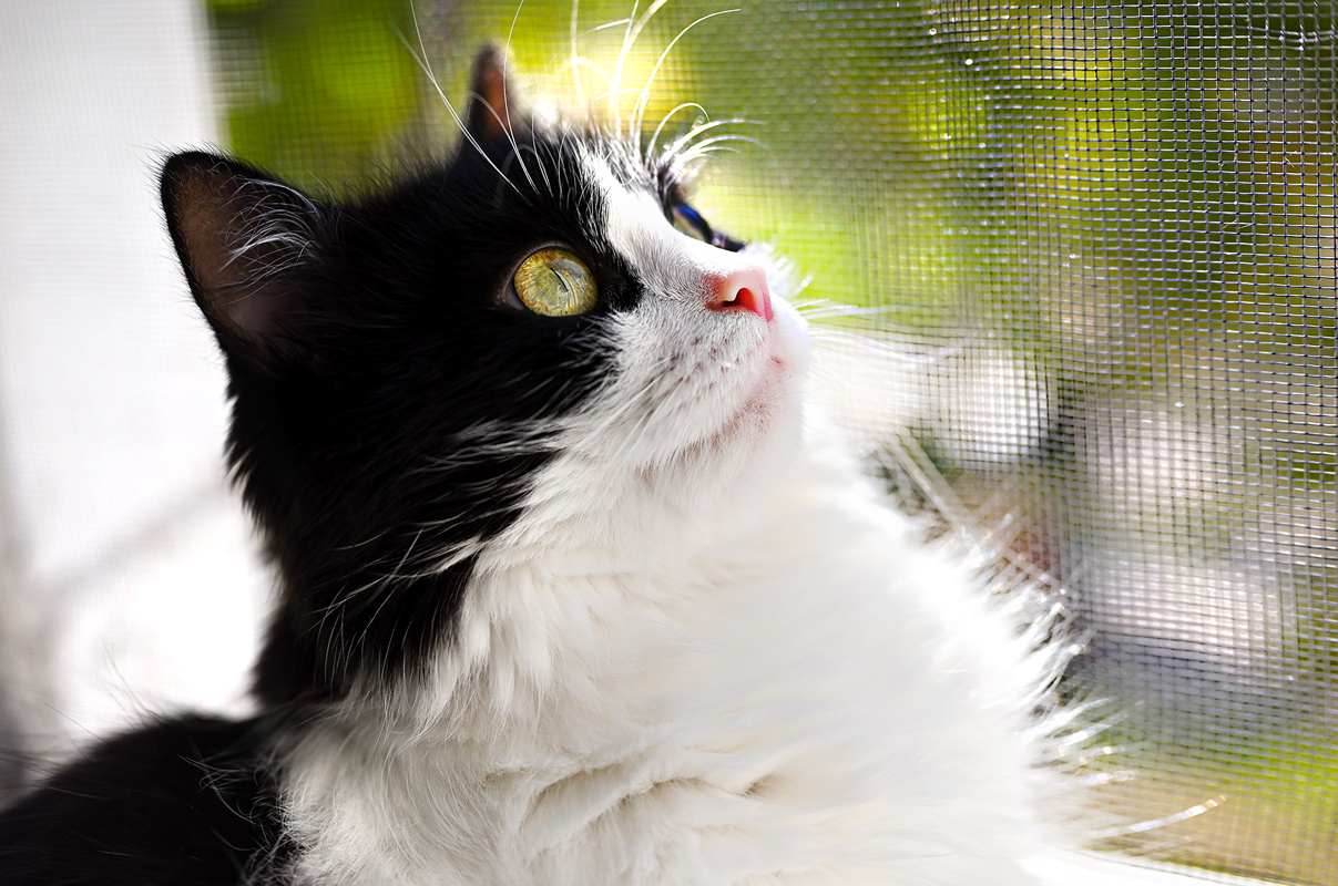 Jak zabezpieczyć okno przed kotem