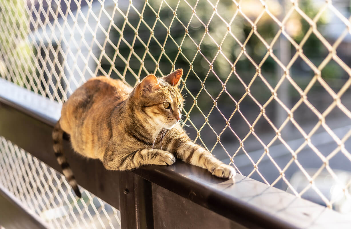 Jak zabezpieczyć okno przed kotem