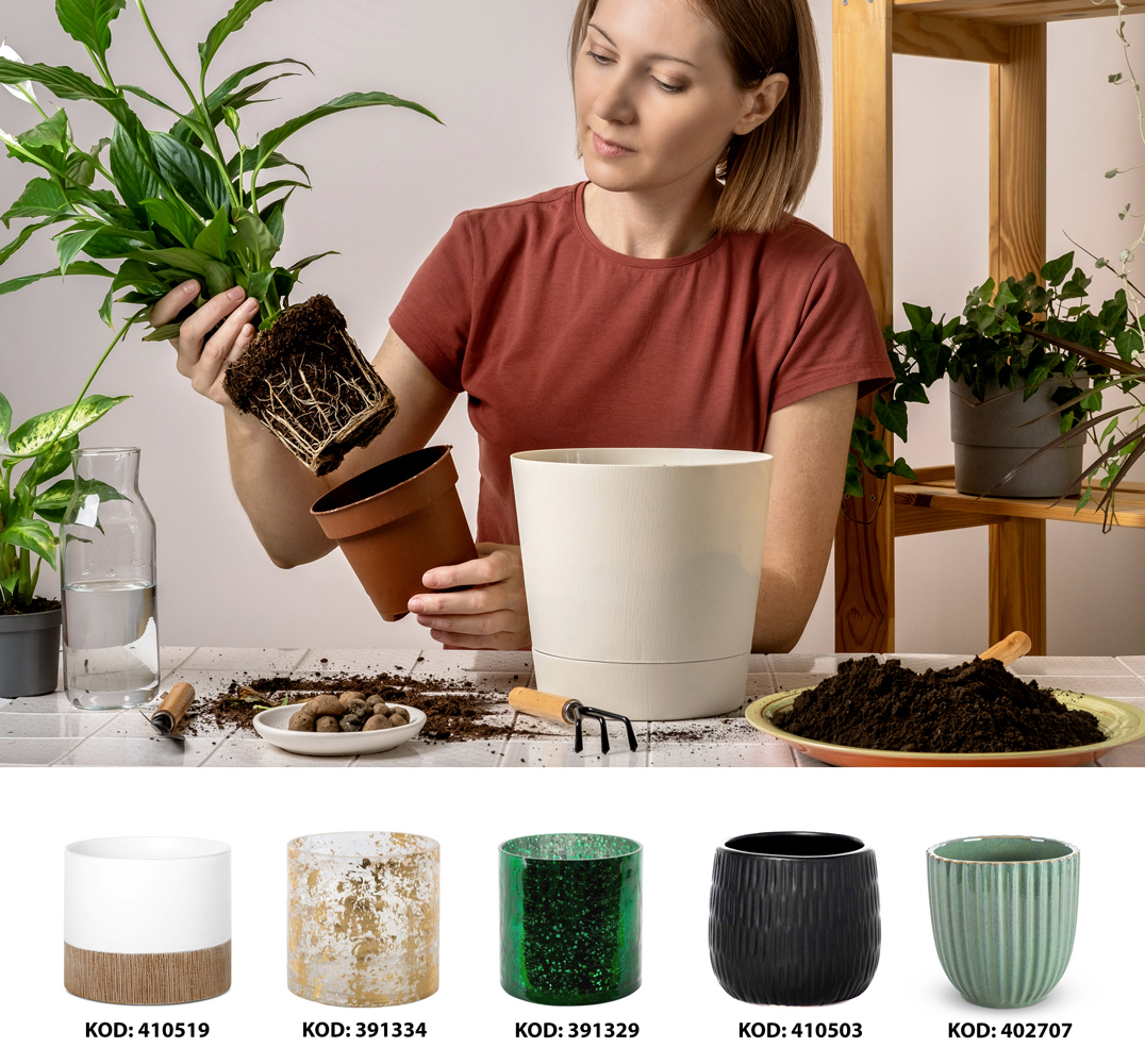 jaka doniczka do skrzydłokwiatu