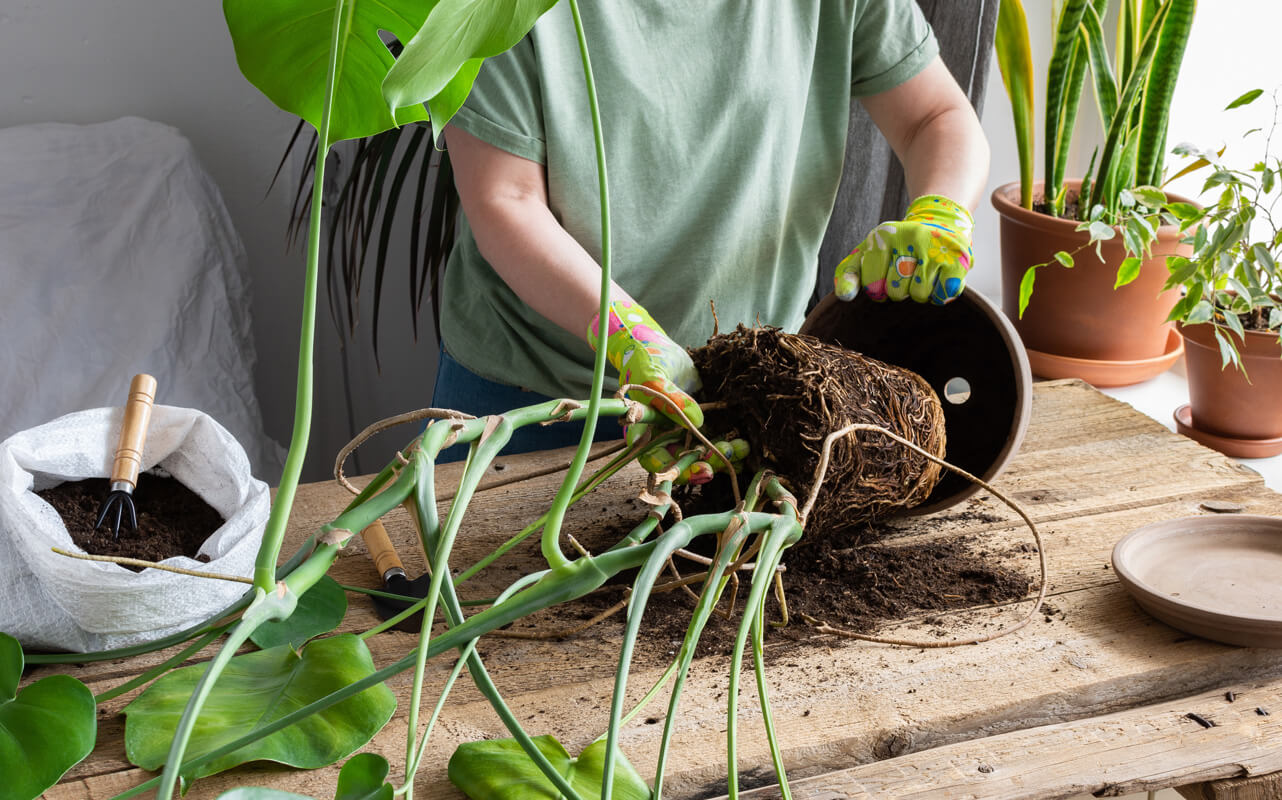 jak dbać o monsterę