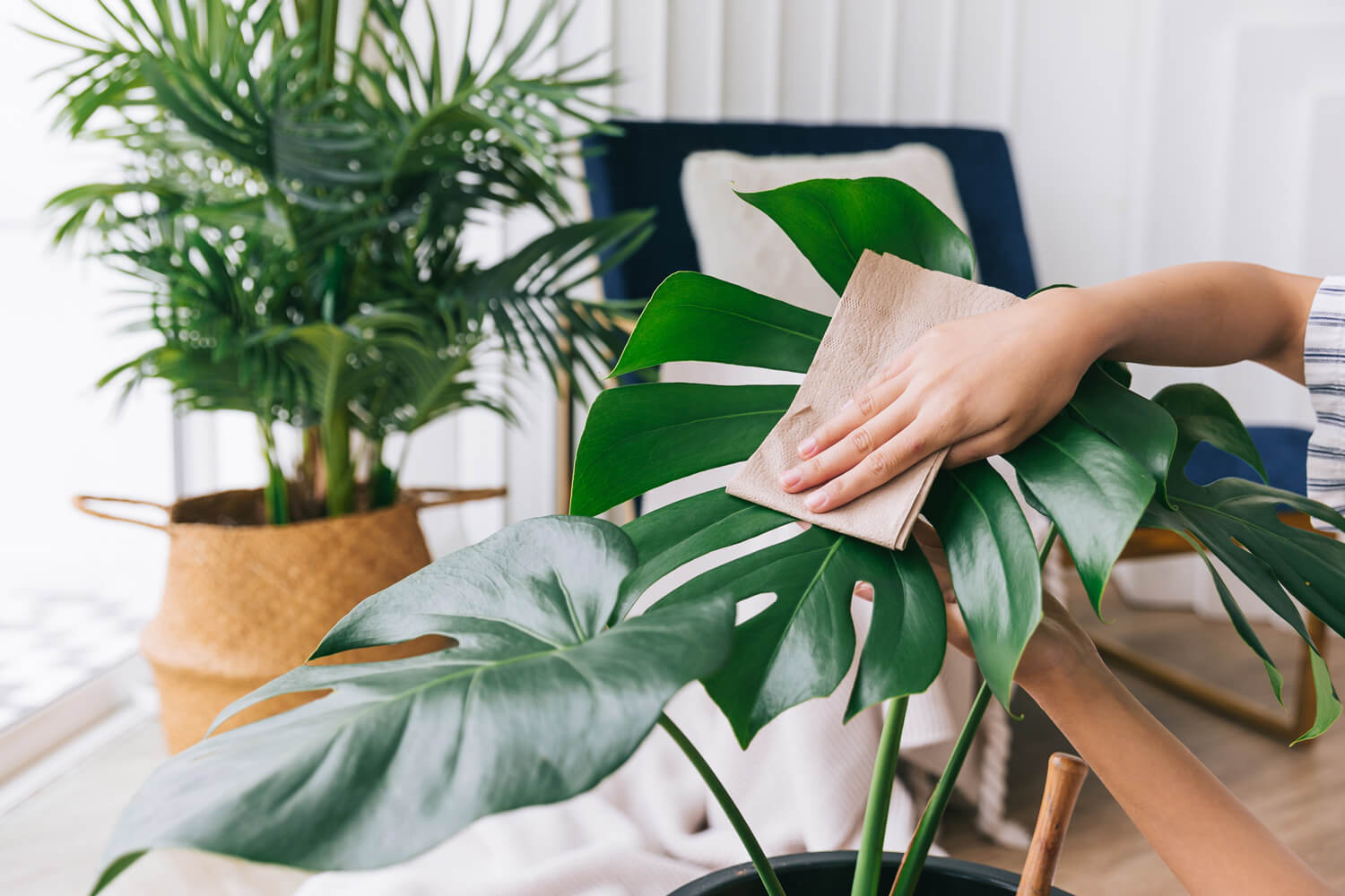 jak dbać o monsterę