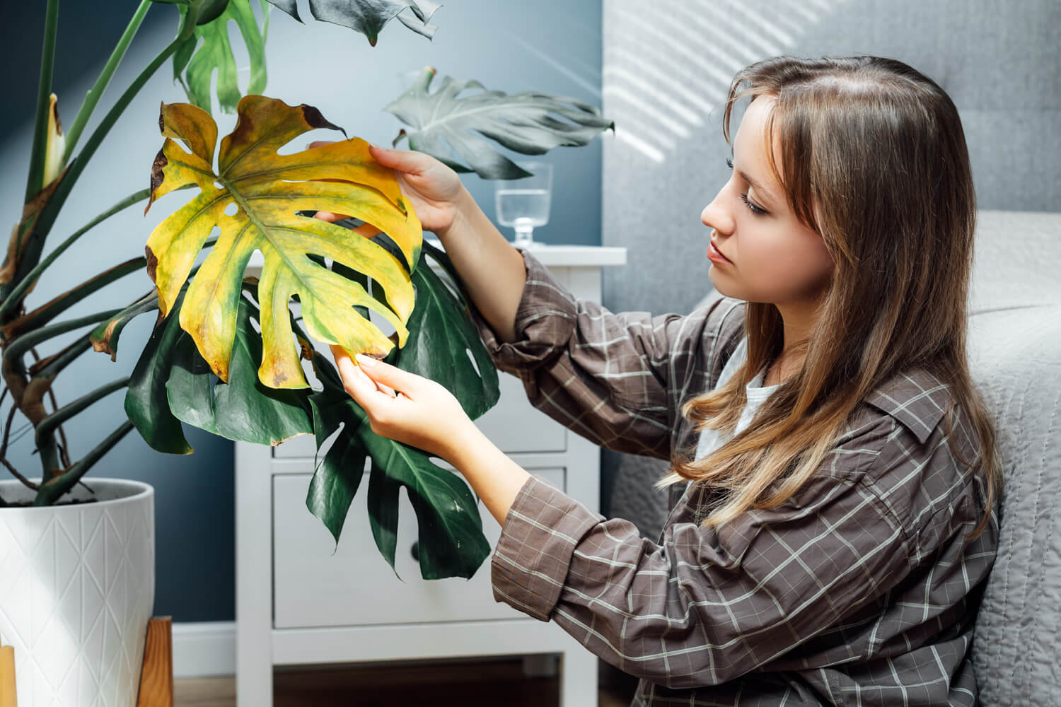 jak dbać o monsterę