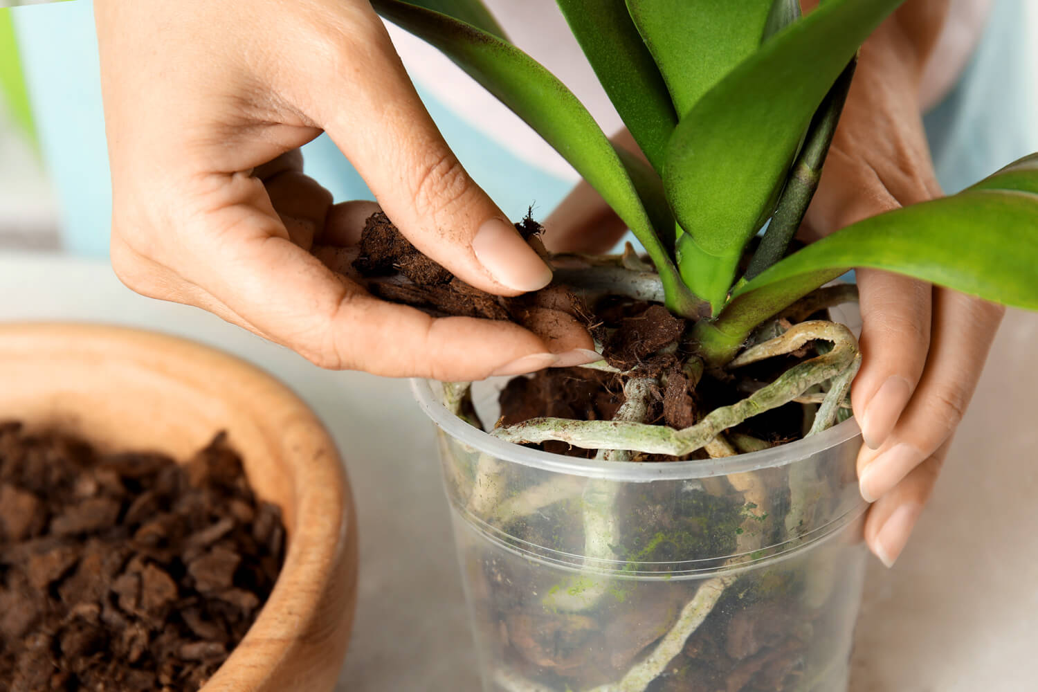 jak dbać o storczyka w doniczce