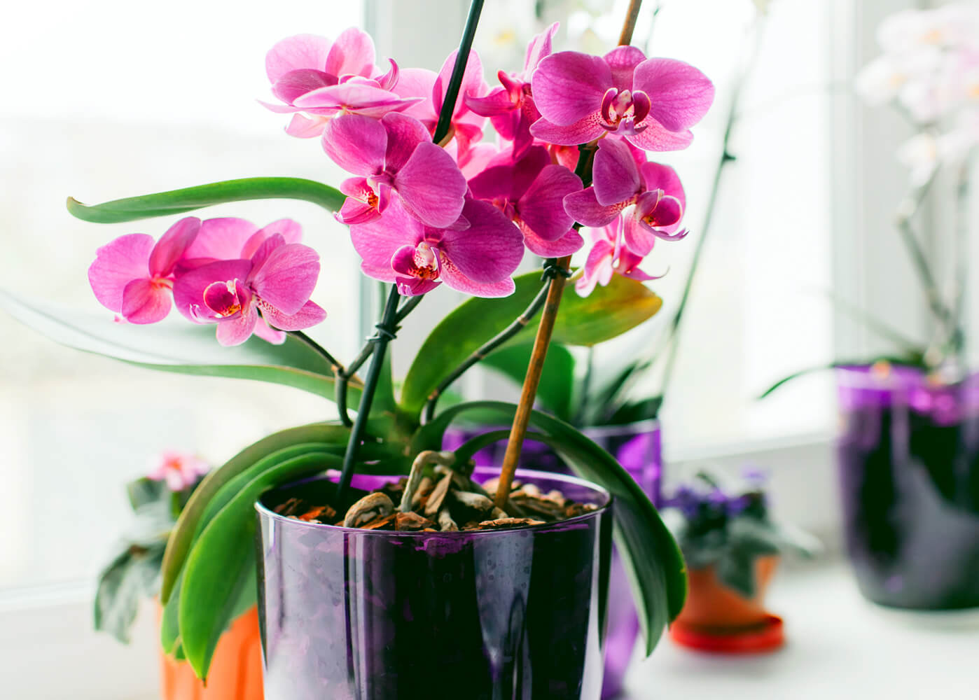 jak dbać o storczyka w doniczce