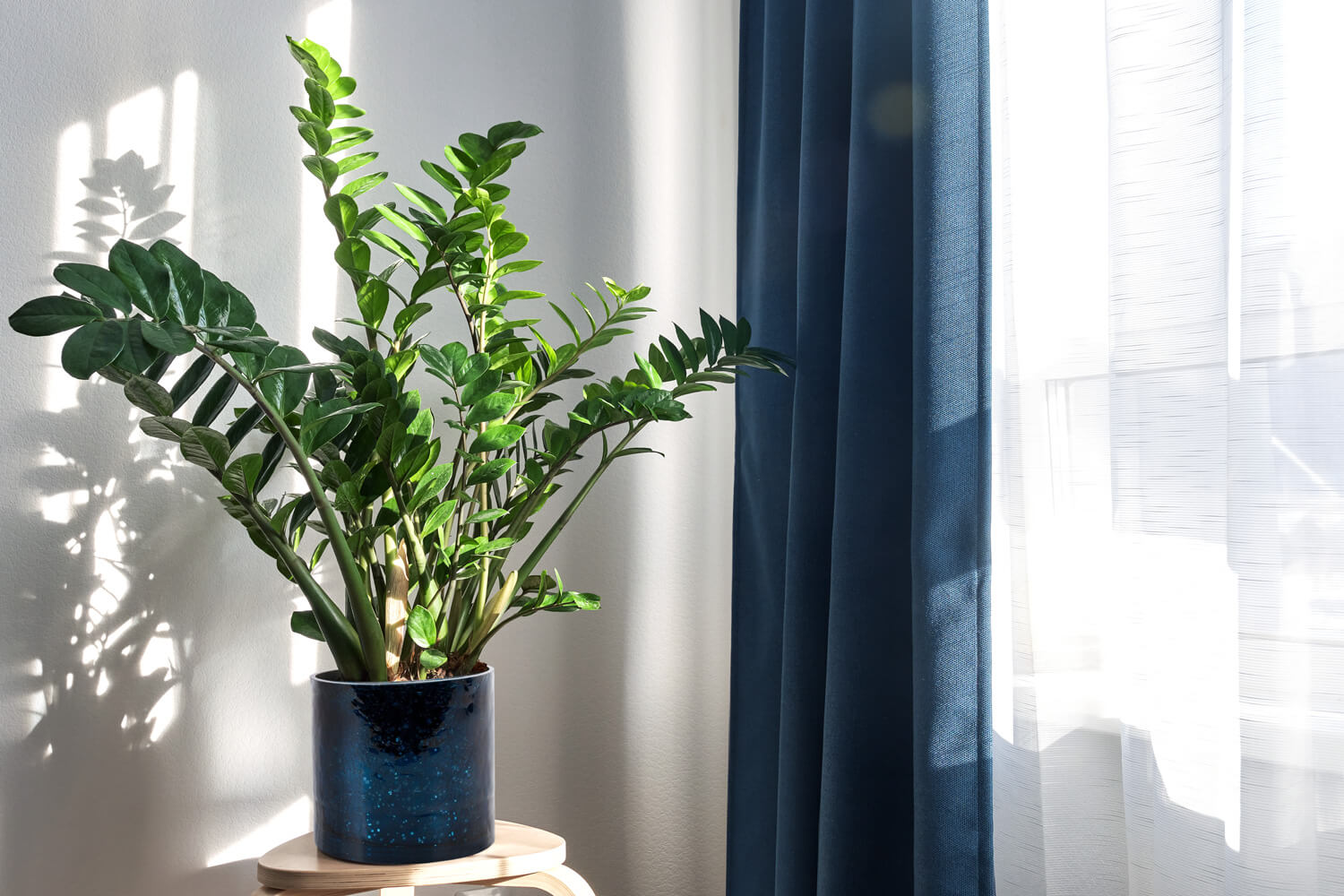 zamiokulkas jaka doniczka