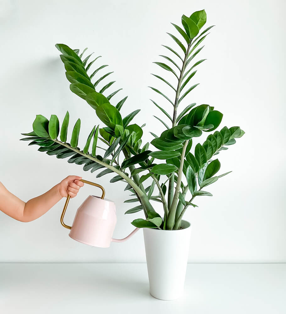 zamiokulkas jak dbać