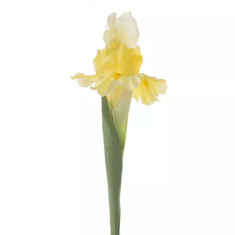 IRYS -Duży sztuczny kwiat do salonu