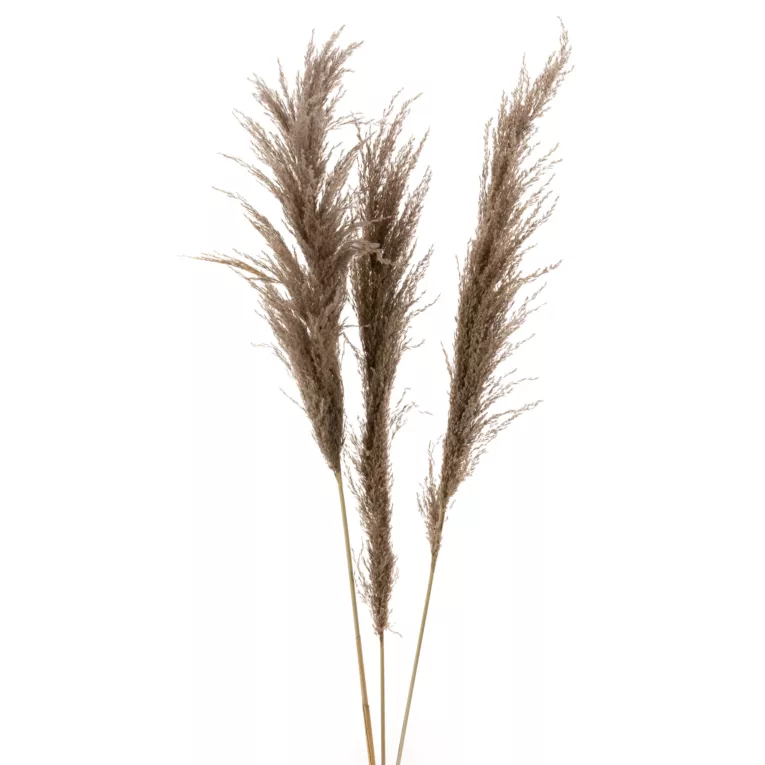 SUSZONA TRAWA PAMPASOWA, naturalny susz, pęczek zawiera 3 szt