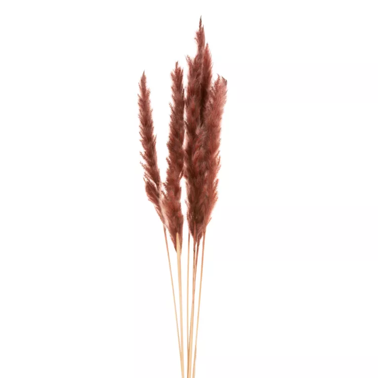 SUSZONA TRAWA PAMPASOWA,  naturalny szusz, pęczek traw 6 szt
