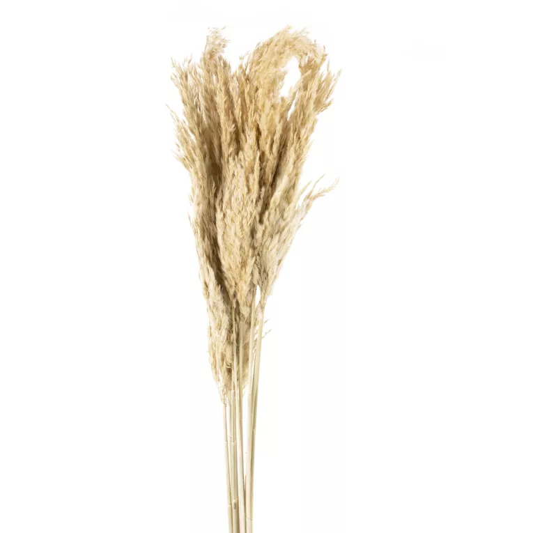 SUSZONA TRAWA PAMPASOWA,  naturalny susz, pęczek ok 12 szt