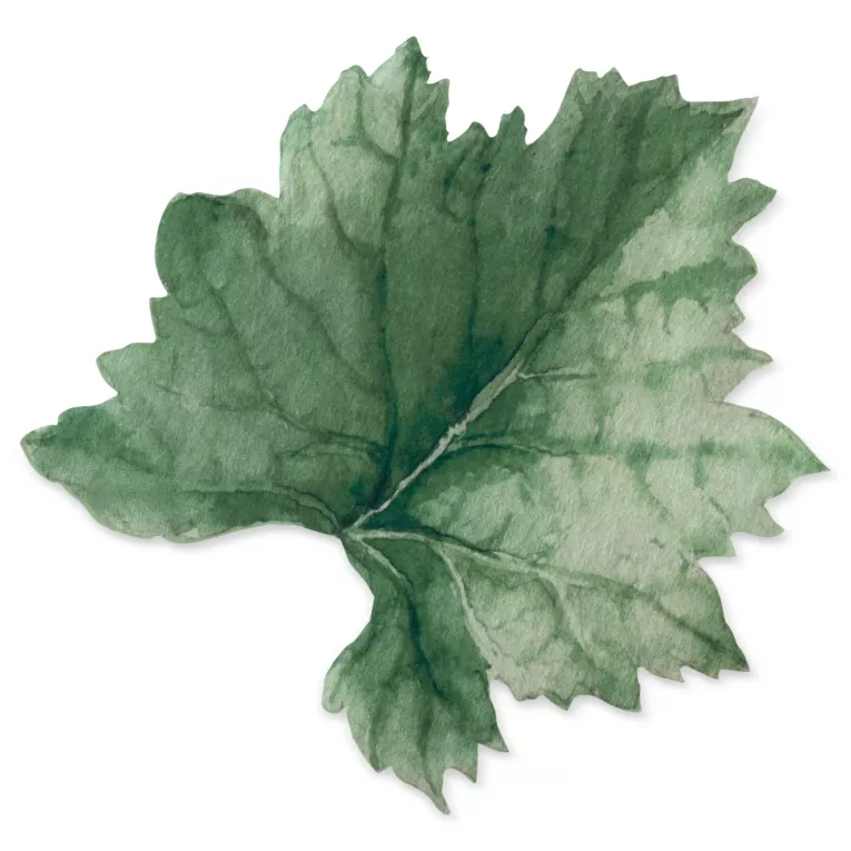 Podkładki na stół 2 szt zielone 33x33 cm SUMMER 4 w kształcie liścia winorośli