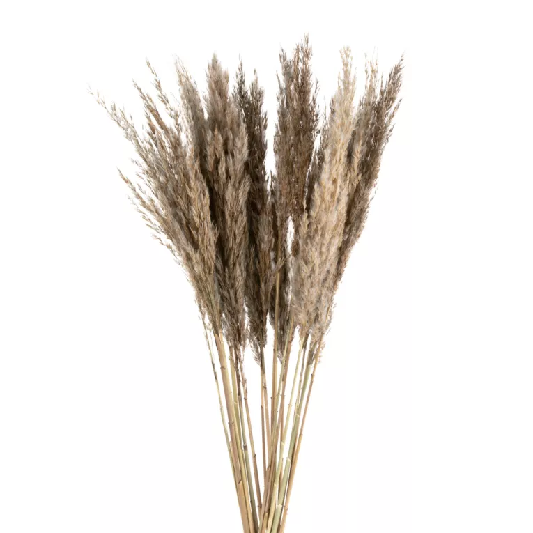 SUSZONA TRAWA PAMPASOWA,  naturalny susz pęczek ok 12 szt