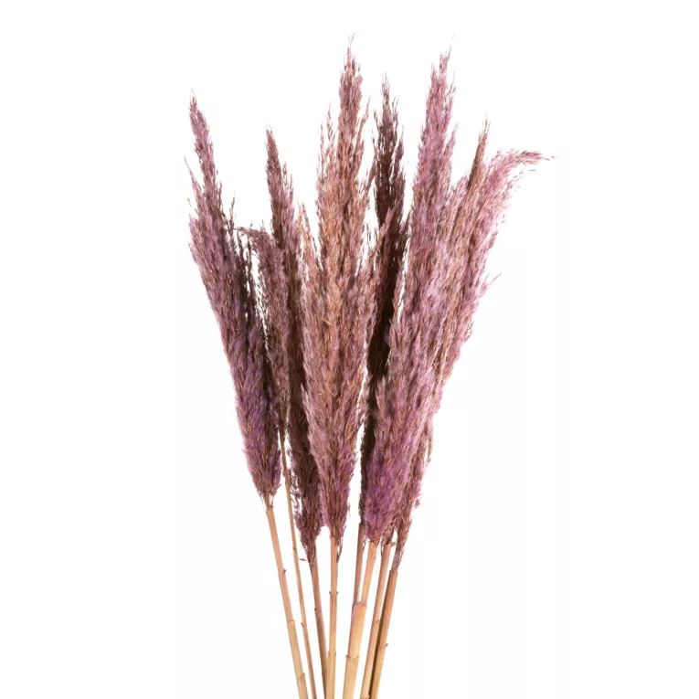 SUSZONA TRAWA PAMPASOWA, naturalny susz, pęczek 12 szt