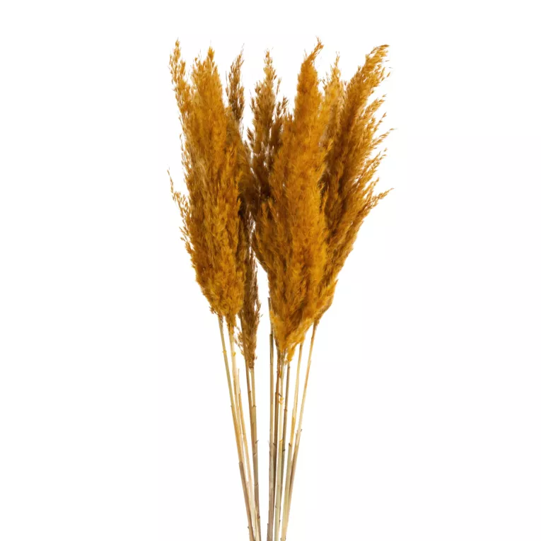 SUSZONA TRAWA PAMPASOWA,  naturalny susz pęczek ok 12 szt