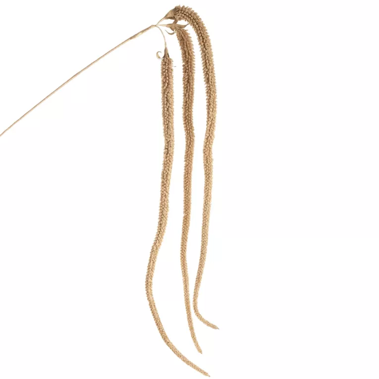 Zimowa gałązka w subtelnie lśniącym złotym kolorze