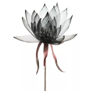 Kwiat sztuczny czarny wykonany z organzy 90 cm