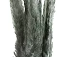 SUSZONA TRAWA PAMPASOWA, naturalny susz, pęczek zawiera ok 10 szt