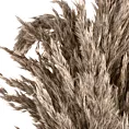 SUSZONA TRAWA PAMPASOWA, naturalny susz, pęczek zawiera 3 szt