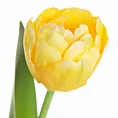 TULIPAN  Sztuczny kwiat do salonu