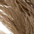 SUSZONA TRAWA PAMPASOWA,  naturalny susz