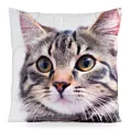Poszewka na poduszkę 45x45 cm welwetowa biało, beżowa zdobiona nadrukiem uroczego kota ANIMAL