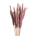 SUSZONA TRAWA PAMPASOWA, naturalny susz, pęczek 12 szt