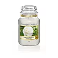 YANKEE CANDLE - Duża świeca zapachowa w słoiku - Camellia Blossom