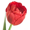 TULIPAN  Sztuczny kwiat do salonu