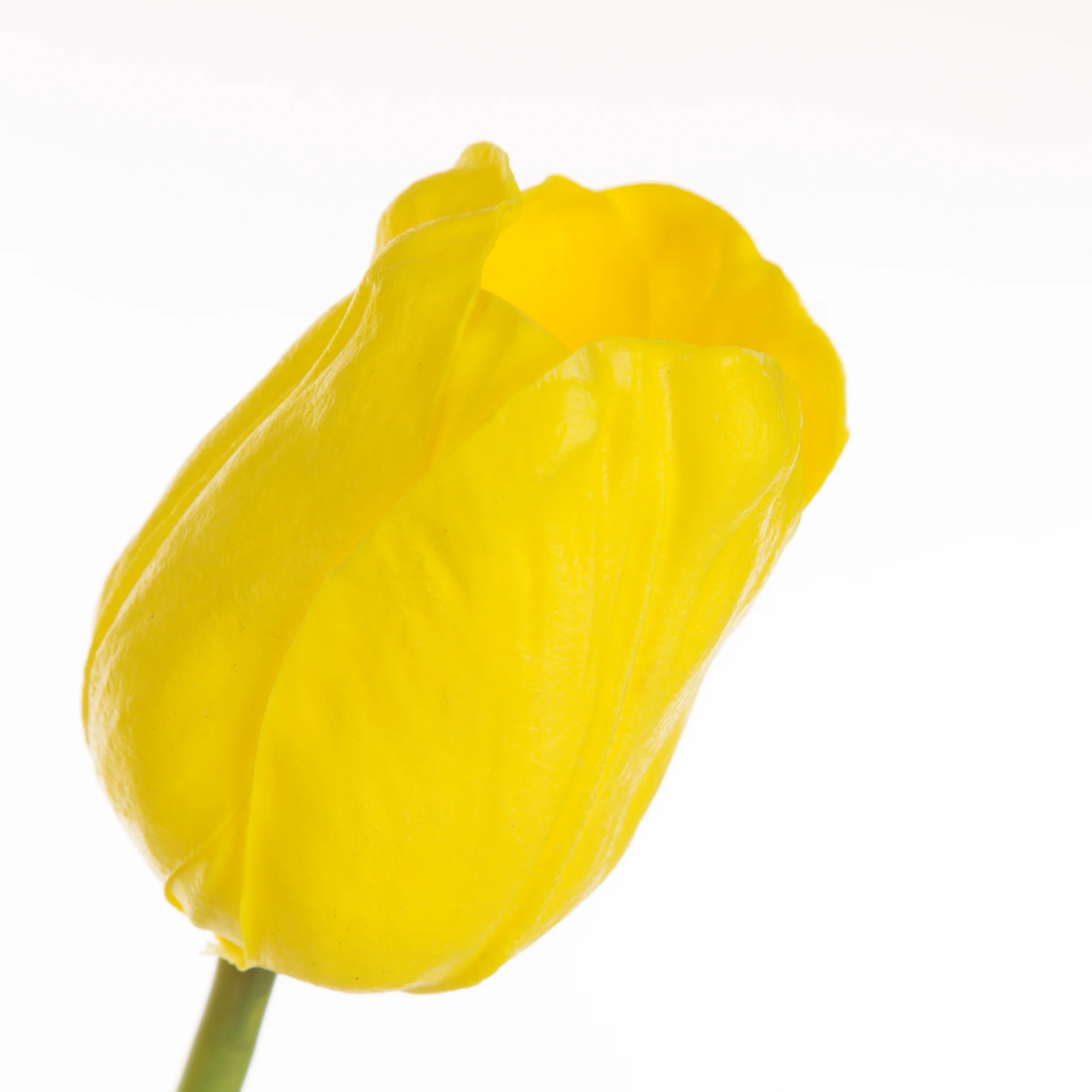 Kwiat sztuczny tulipan żółty 56 cm