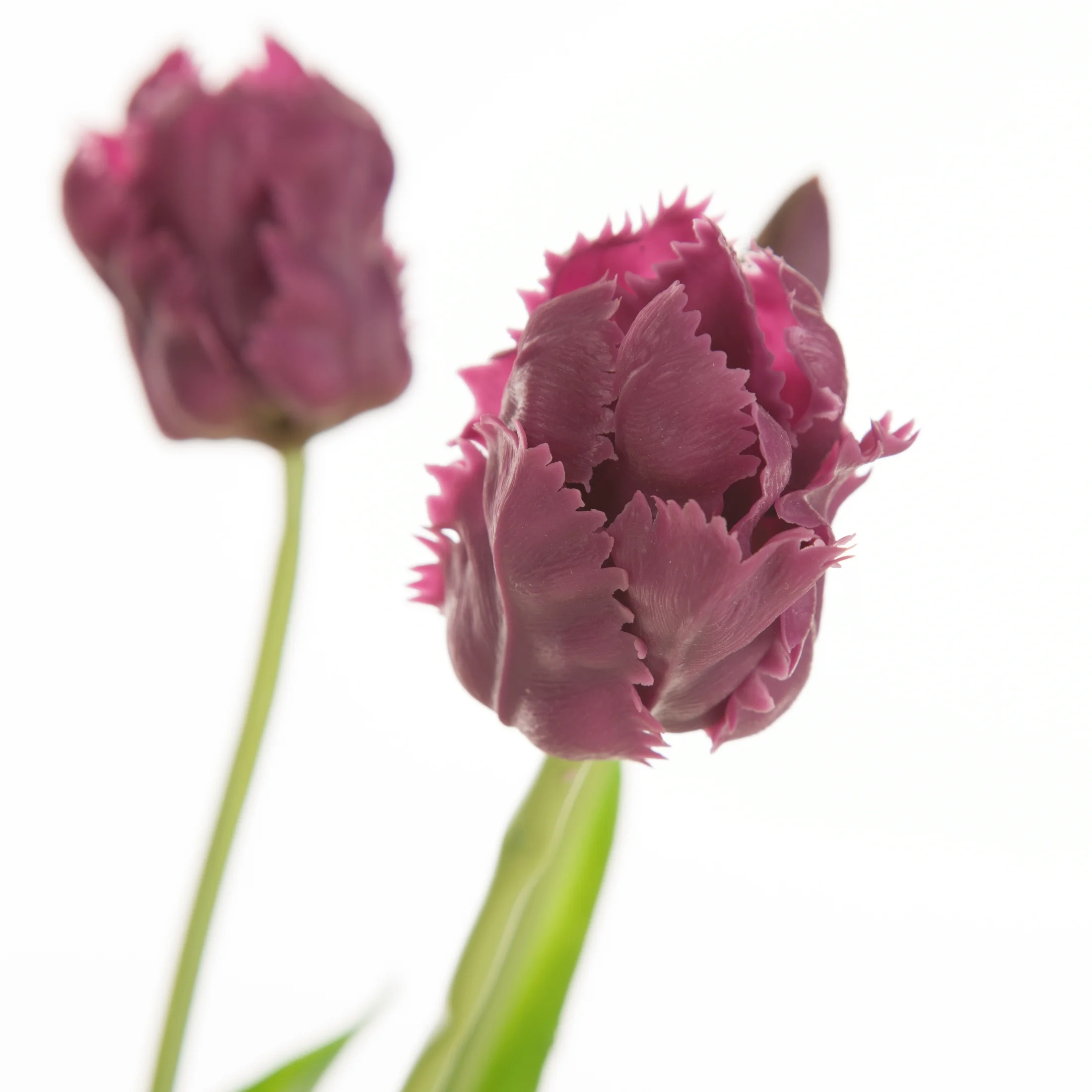 Kwiat sztuczny tulipan fioletowy 43 cm